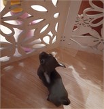 Барьер для собаки. Ограждение для собак. Цвет Бежевый 75*172 см барьер цветы 1720*750 бежевый-1