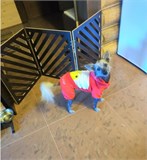 Барьер загородка для собак . Ограждение для собак. Высота 58 см ширина 150 см. Цвет венге барьер полоски 150 венге